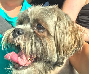 Safe Shih Tzu in Cambria Heights, NY