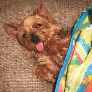 Safe Yorkshire Terrier in Carlsbad, CA