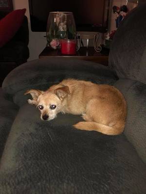 Safe Chihuahua in Downey, CA