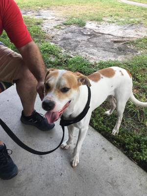 Safe Dog in Port Richey, FL