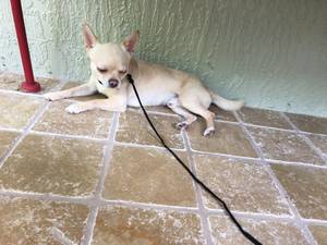 Safe Chihuahua in Clermont, FL