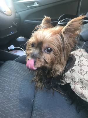 Safe Yorkshire Terrier in Willow Grove, PA