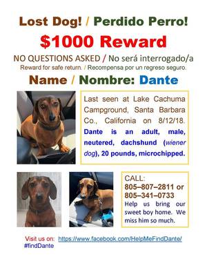 Safe Dachshund in Bakersfield, CA