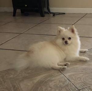 Safe Pomeranian in Orlando, FL