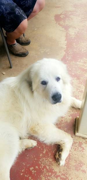 Safe Great Pyrenees in Church Hill, TN