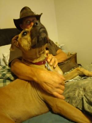 Safe American Bulldog in Greencastle, PA