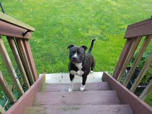 Safe Pit Bull in Maugansville, MD