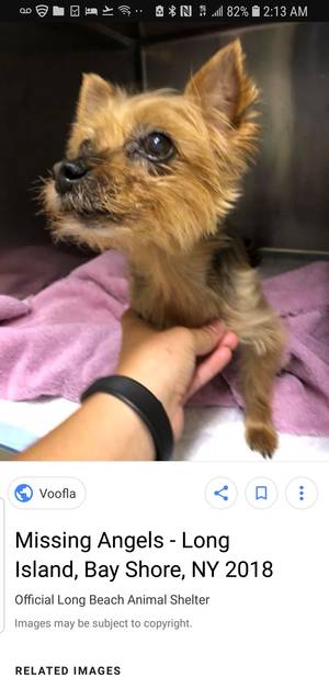 Safe Yorkshire Terrier in Uniondale, NY