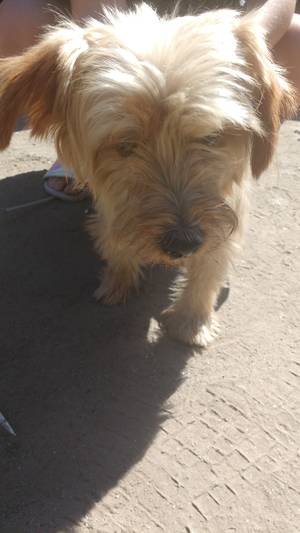 Safe Yorkshire Terrier in Visalia, CA
