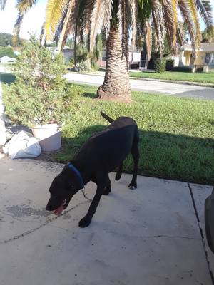 Safe Labrador Retriever in Port Richey, FL