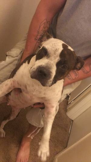 Safe American Staffordshire Terrier in Highland, CA