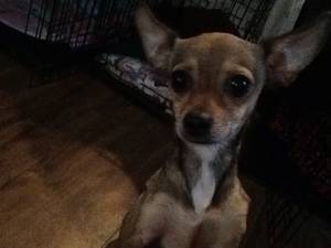 Safe Chihuahua in Everson, WA