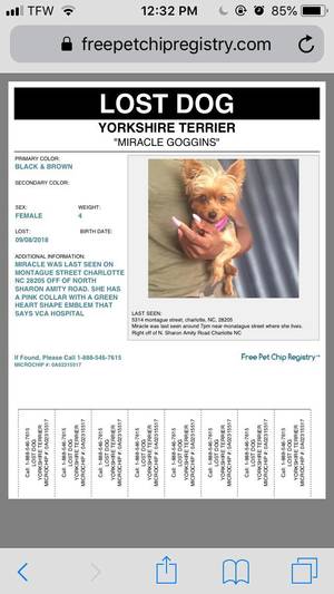 Safe Yorkshire Terrier in Charlotte, NC