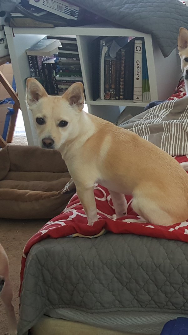 Safe Chihuahua in Oakley, CA