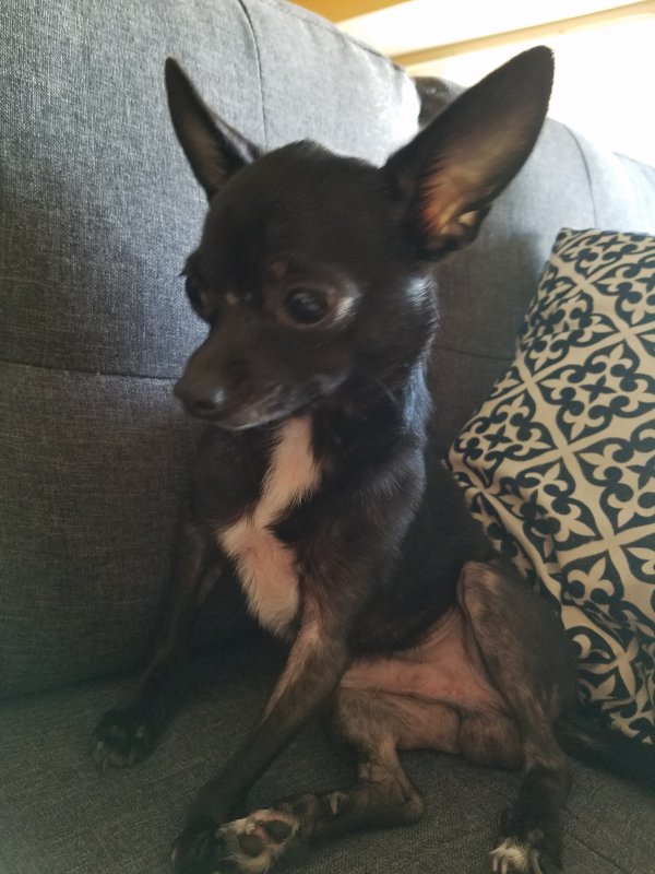 Safe Chihuahua in Seattle, WA