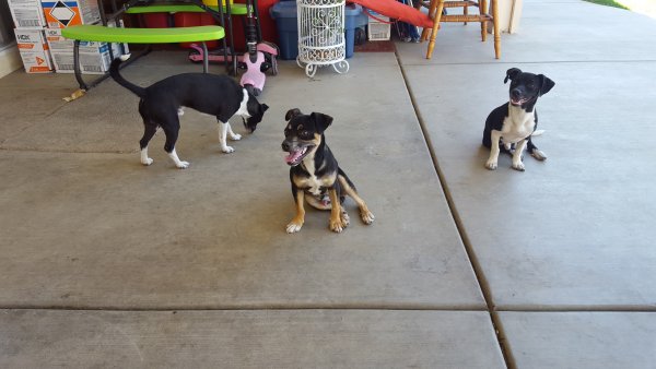 Safe Jack Russell Terrier in Perris, CA