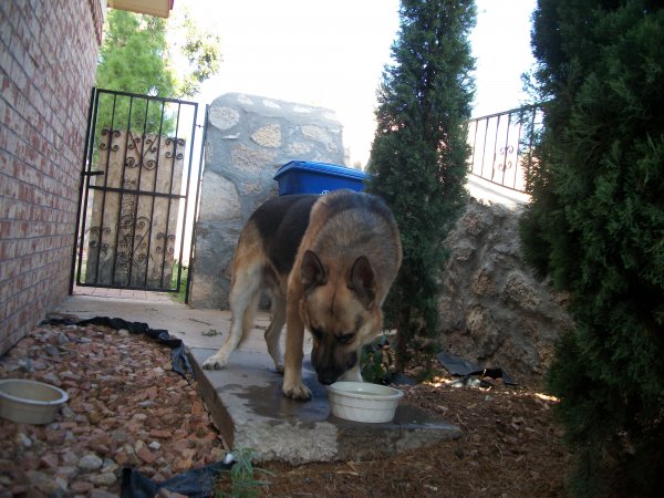 Safe German Shepherd Dog in El Paso, TX