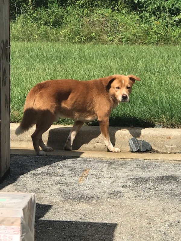 Safe Anatolian Shepherd Dog in Beltsville, MD