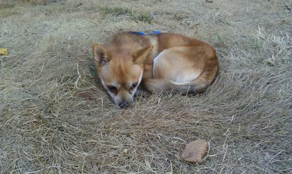 Safe Chihuahua in Tacoma, WA