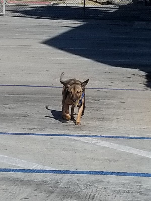 Safe Dog in Chula Vista, CA