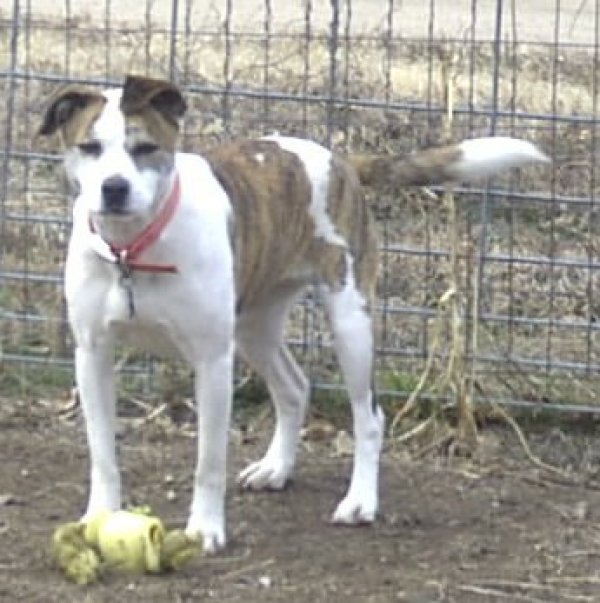 Safe Dog in Collyer, KS