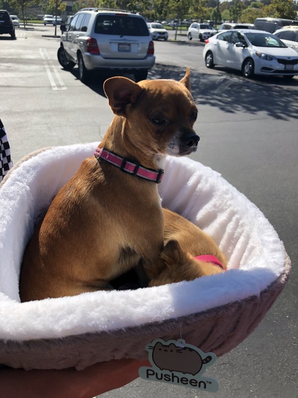 Safe Chihuahua in Lake Forest, CA