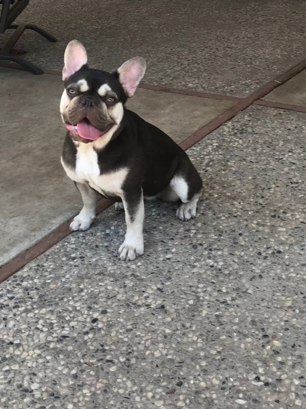 Safe French Bulldog in San Jose, CA