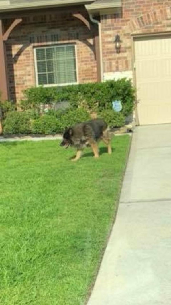 Safe German Shepherd Dog in Conroe, TX