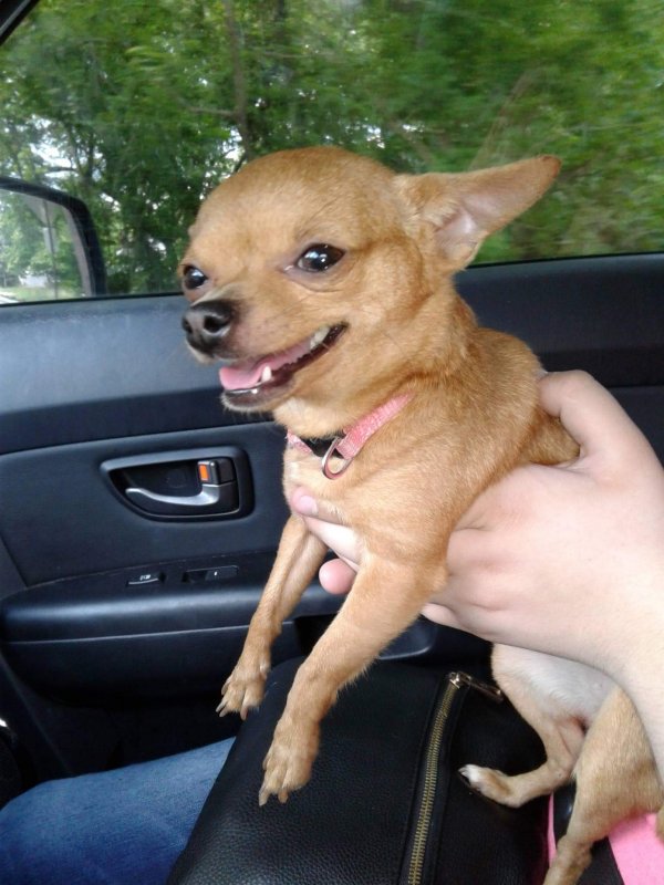 Safe Chihuahua in Batavia, OH
