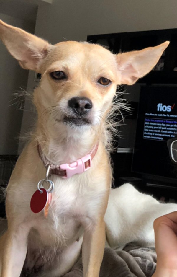 Safe Chihuahua in New York, NY