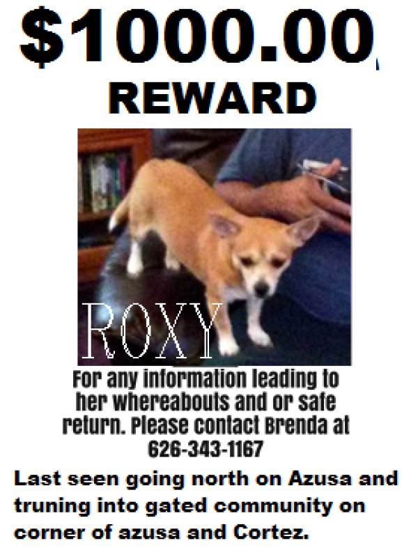 Safe Chihuahua in West Covina, CA