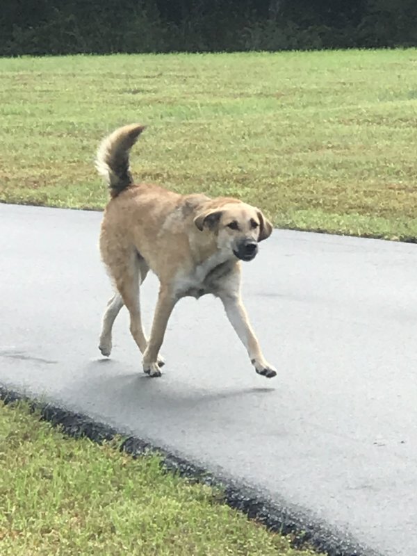 Safe Labrador Retriever in Catharpin, VA