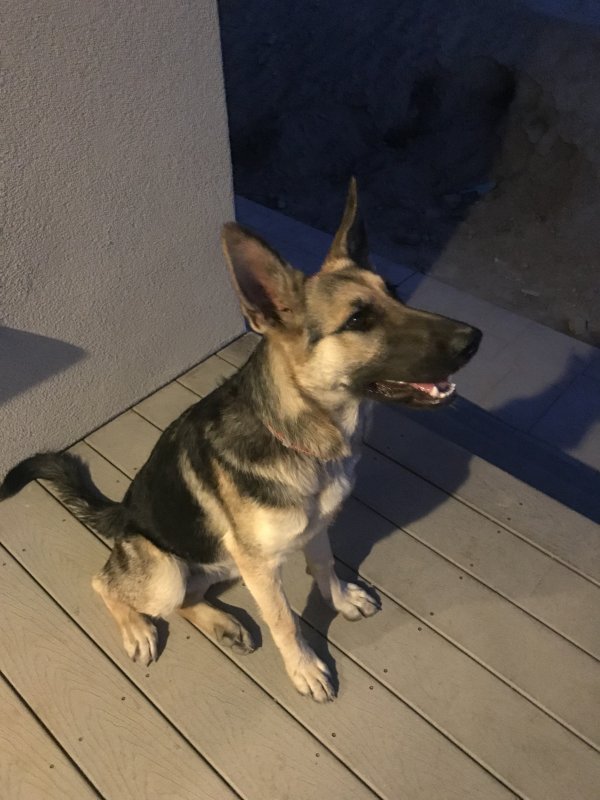 Safe German Shepherd Dog in El Nido, CA