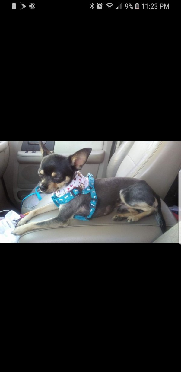 Safe Chihuahua in Deerfield Beach, FL