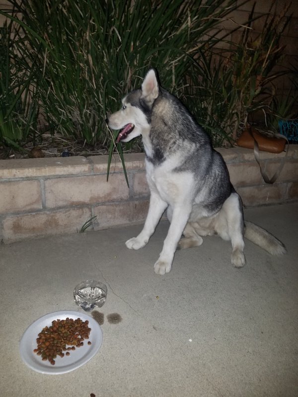 Safe Siberian Husky in San Bernardino, CA