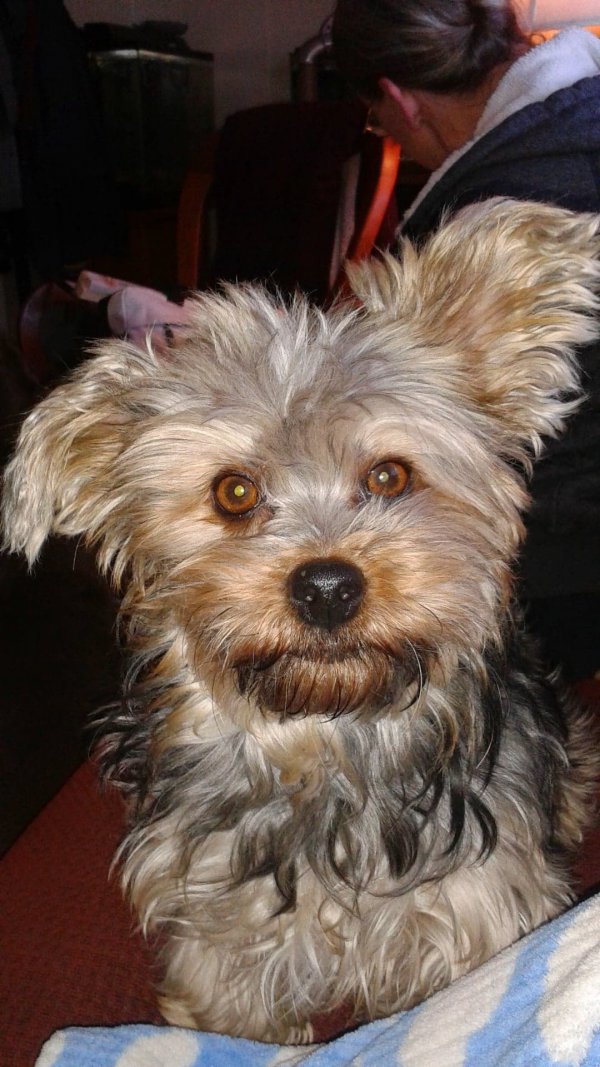 Safe Yorkshire Terrier in Royse City, TX