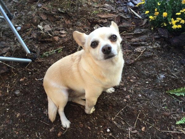 Safe Chihuahua in Hudson, FL