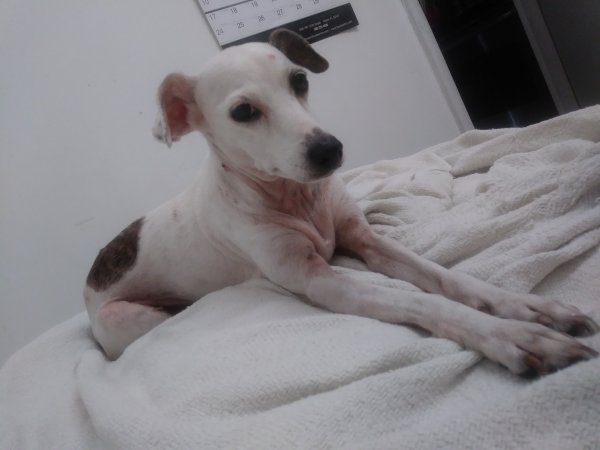 Safe Jack Russell Terrier in Pompano Beach, FL