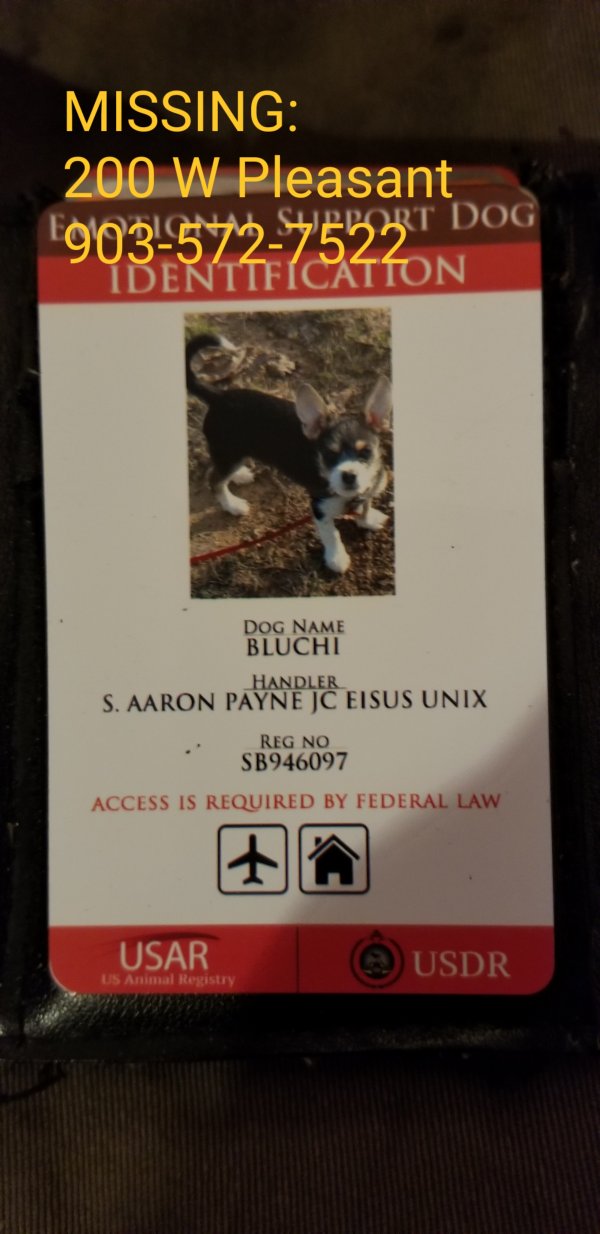 Safe Chihuahua in Mount Pleasant, TX