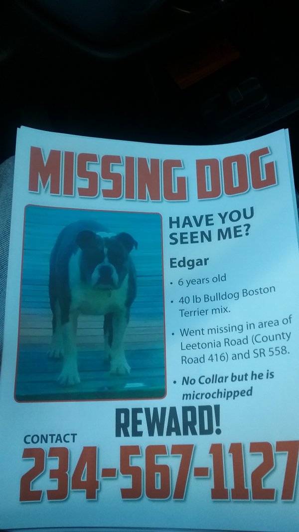 Safe American Bulldog in Leetonia, OH