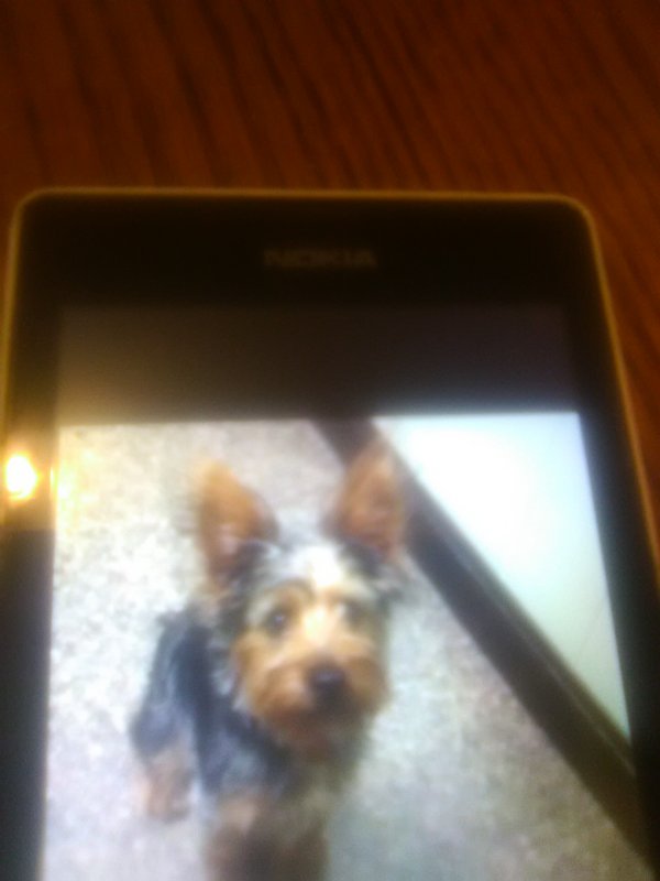Safe Silky Terrier in Chicago, IL