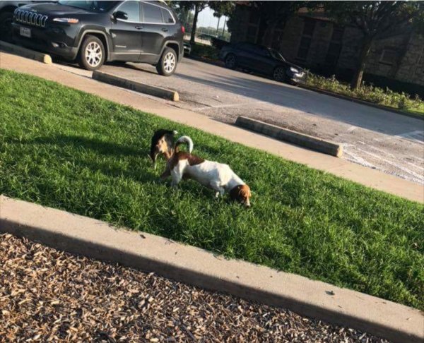 Safe Beagle in Dallas, TX