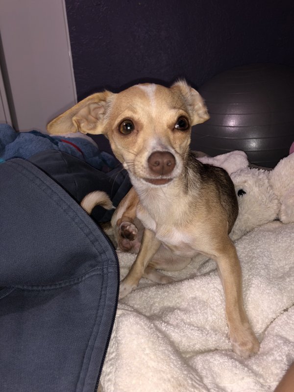 Safe Chihuahua in Pomona, CA
