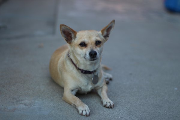 Safe Chihuahua in Lynwood, CA