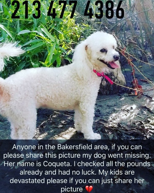 Safe Poodle in Bakersfield, CA