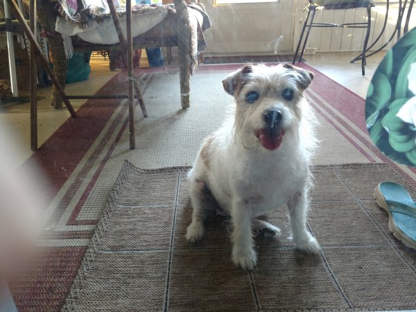 Safe Jack Russell Terrier in Hernando, FL