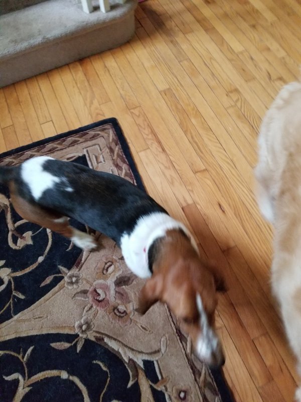 Safe Beagle in Chester Springs, PA
