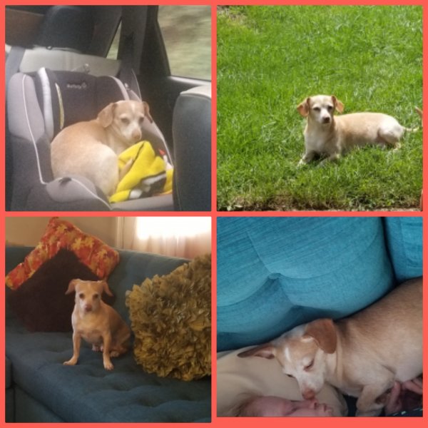 Safe Chihuahua in Front Royal, VA