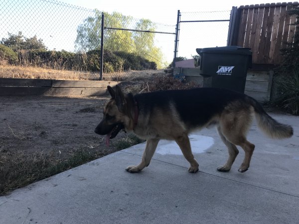 Safe German Shepherd Dog in Antioch, CA