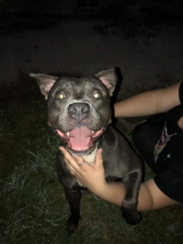 Safe Pit Bull in Canton, OH